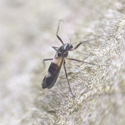 Chasmatonotus atripes photo 4
