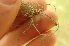 Usnea dasaea