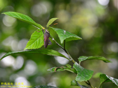 Pseudomictis obtusispinus