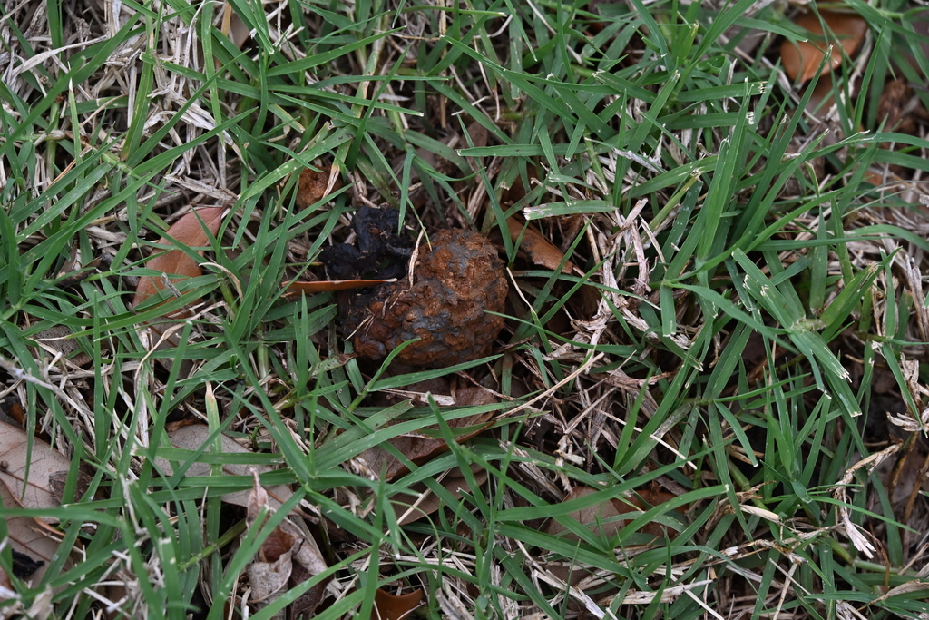 Pisolithus arenarius · April 2026 · photo: © vince13 (iNaturalist, cc0)