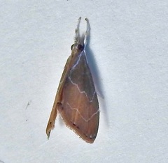 Glaphyria peremptalis