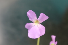 Pinguicula pilosa