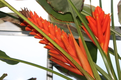 Musa coccinea