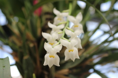 Cuitlauzina pulchella