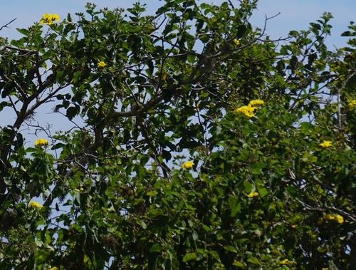 Cordia lutea, photograph 3
