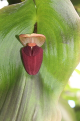 Pleurothallis gargantua