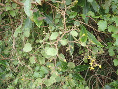 Brachyglottis sciadophila