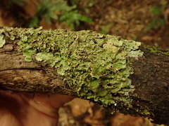 Lobaria adscripta
