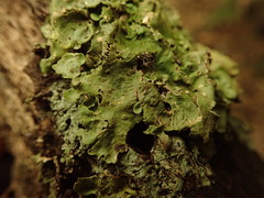 Lobaria adscripta