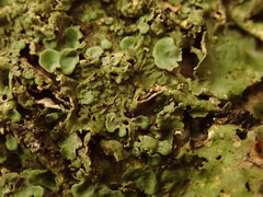 Lobaria adscripta
