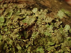 Lobaria adscripta