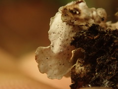 Lobaria adscripta