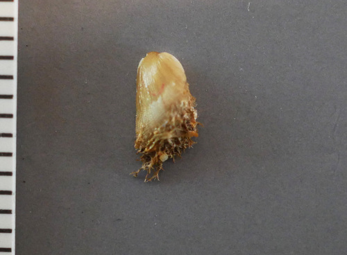 Gregariella barbata observed 2026-05-05