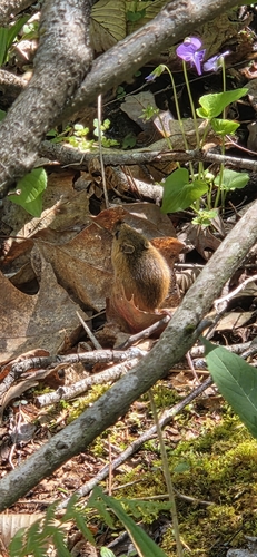 Woodland Jumping Mouse