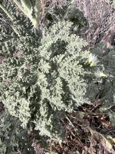 Ragged Marsh-elder