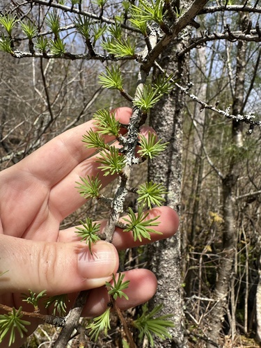 tamarack