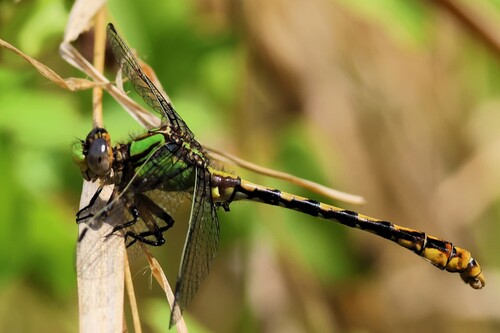 Appalachian Snaketail photo 2