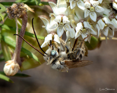 Melissodes tristis