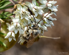 Melissodes tristis