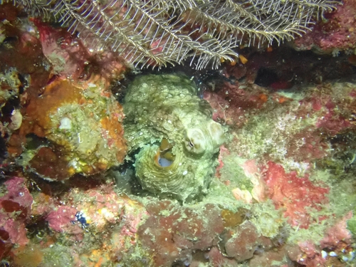Octopus cyanea