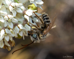 Melissodes tristis
