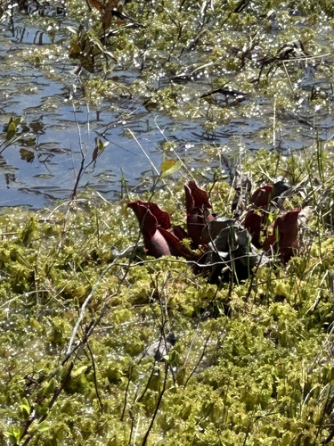 purple pitcher plant