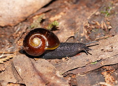 Victaphanta compacta