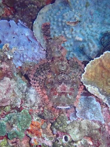 Scorpaenopsis oxycephala