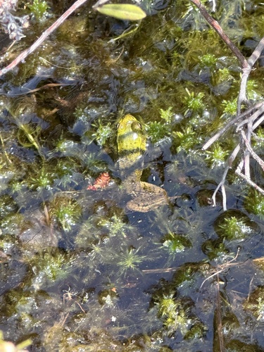 Green Frog