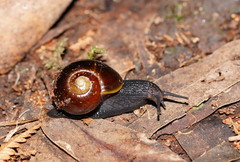 Victaphanta compacta
