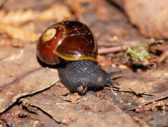 Victaphanta compacta