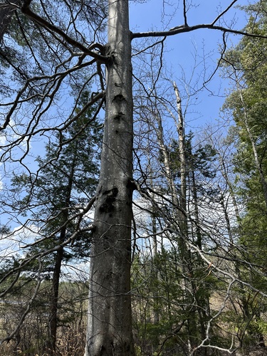 American Beech