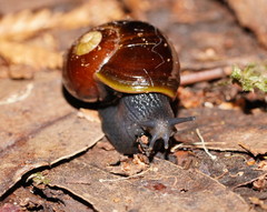 Victaphanta compacta