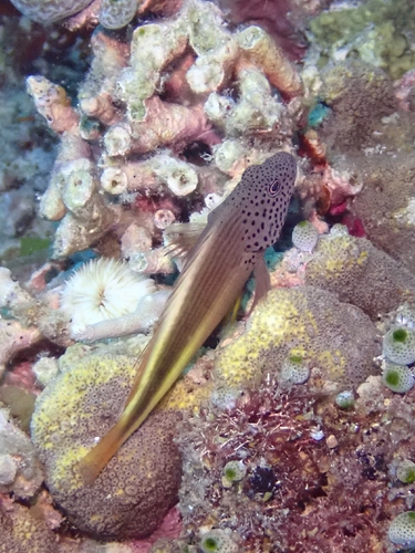 Paracirrhites forsteri