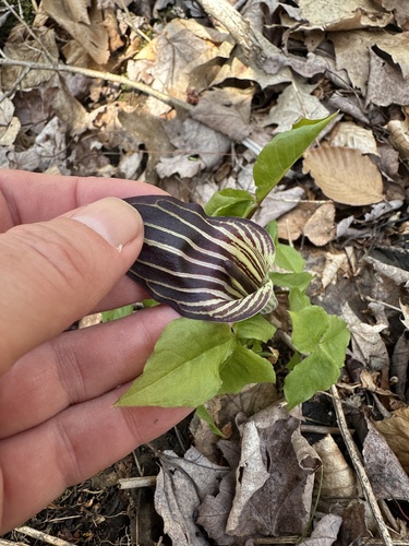 Jack-in-the-Pulpit