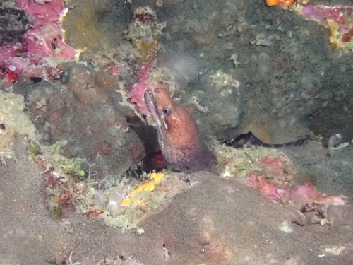 Gymnothorax zonipectis