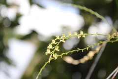 Stelis gelida