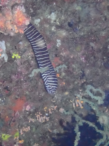 Gymnomuraena zebra