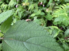 Dermatoxenus caesicollis