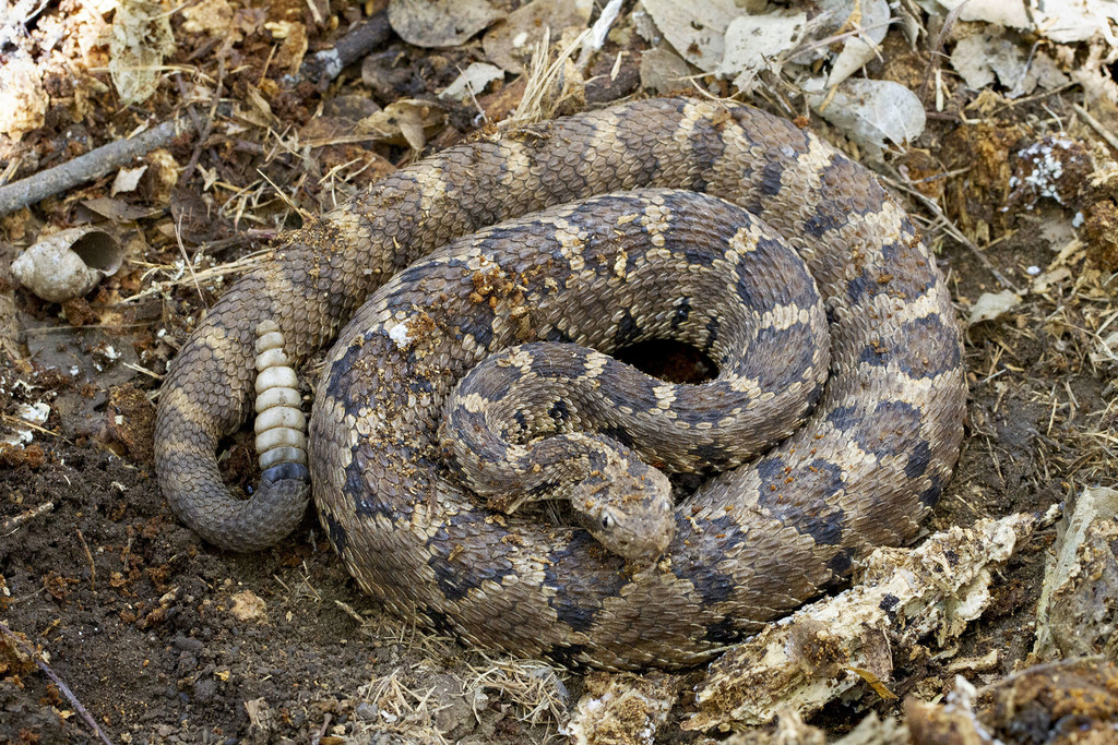 Lower California Rattlesnake