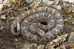 Crotalus enyo enyo