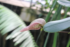 Hyalosema
