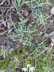 Hypericum dolabriforme