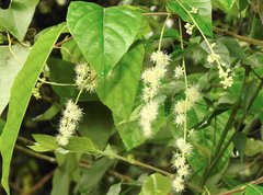 Homalium cochinchinense