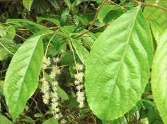 Homalium cochinchinense