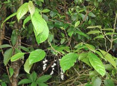 Homalium cochinchinense