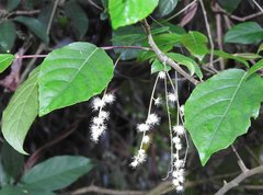 Homalium cochinchinense
