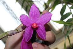 Dendrobium glomeratum