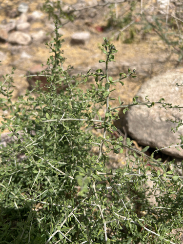 Maximowiczia lindheimeri var. tenuisecta (A.Gray) Cogn. 4
