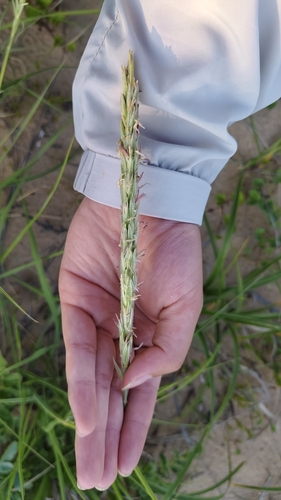 American lyme grass